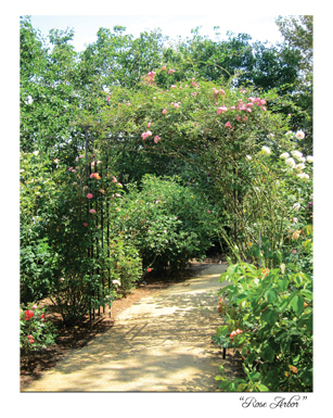 Rose Arbor