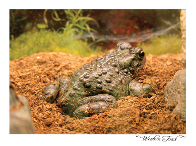 Western Toad